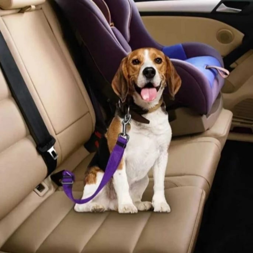 Как закрепить собаку. Намордник пит бультеръер 312. Ремень безопасности для собак. Ремень для собак в автомобиль. Поводок в машину для собаки.