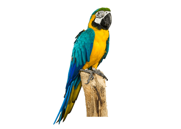 category